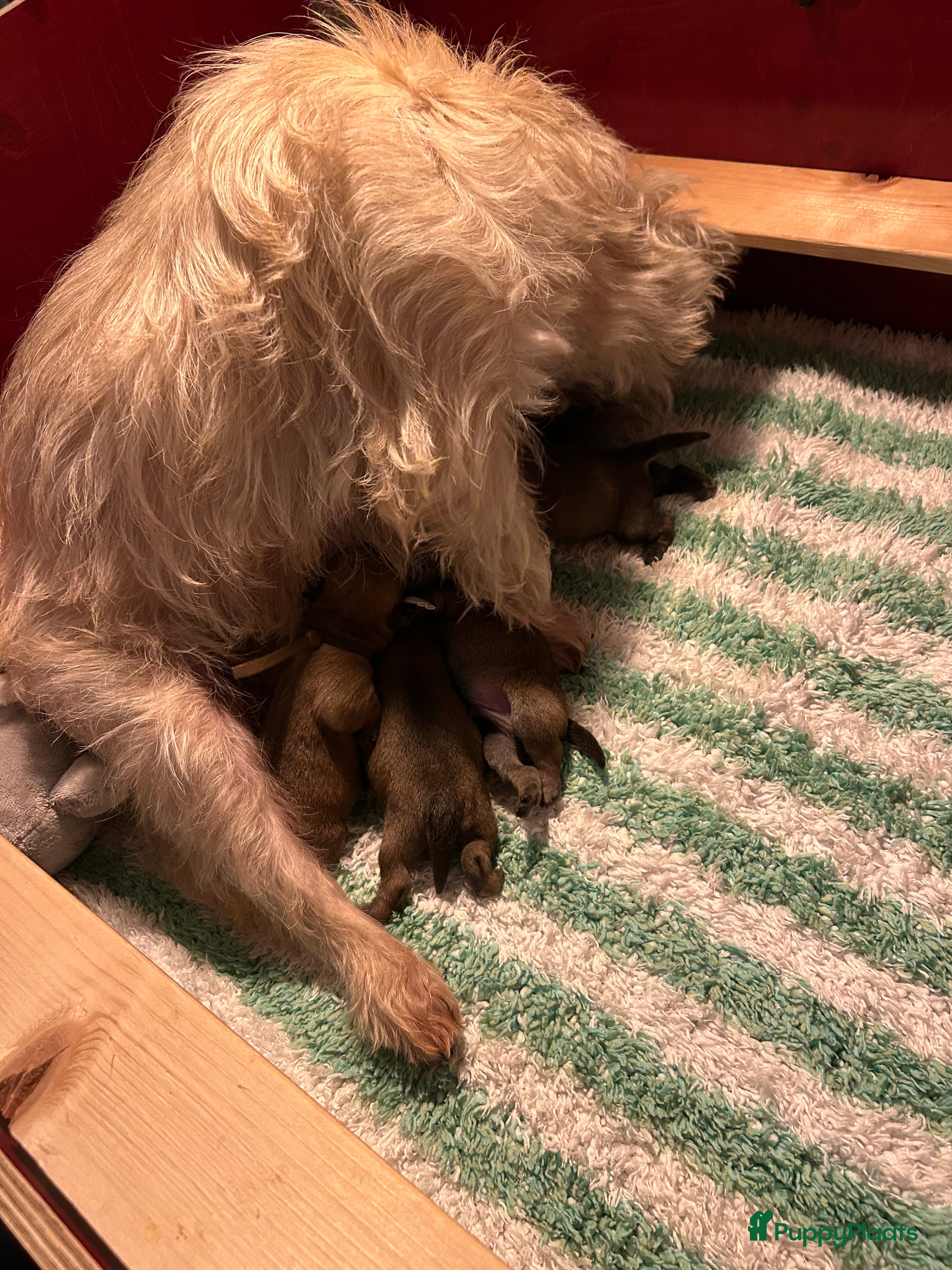 Cairn Terriër honden Cairn Terriër puppy reutjes, lichtrood/blond - Advertentie 2