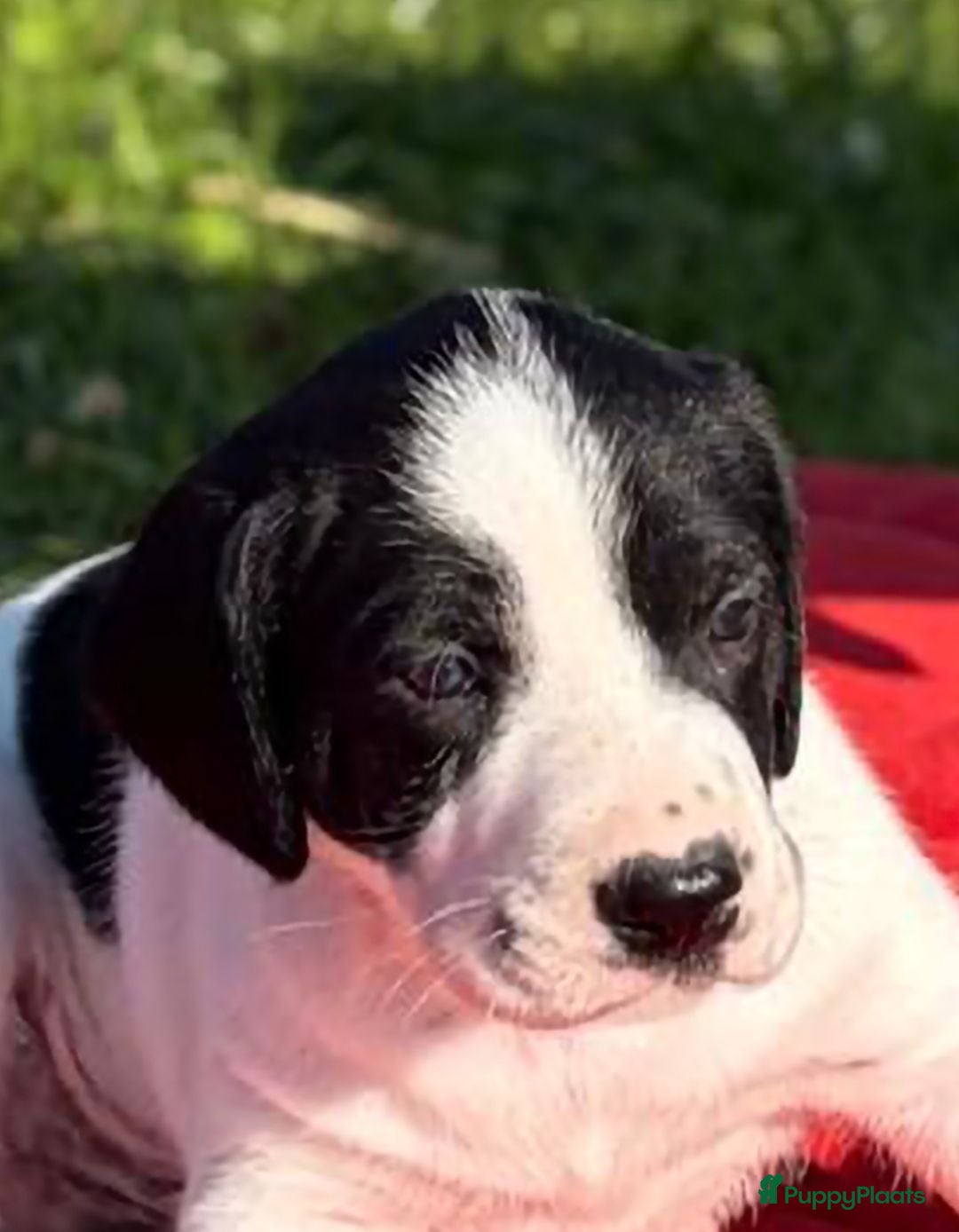 Kruising honden Prachtige friese stabij kruising  - Advertentie 3