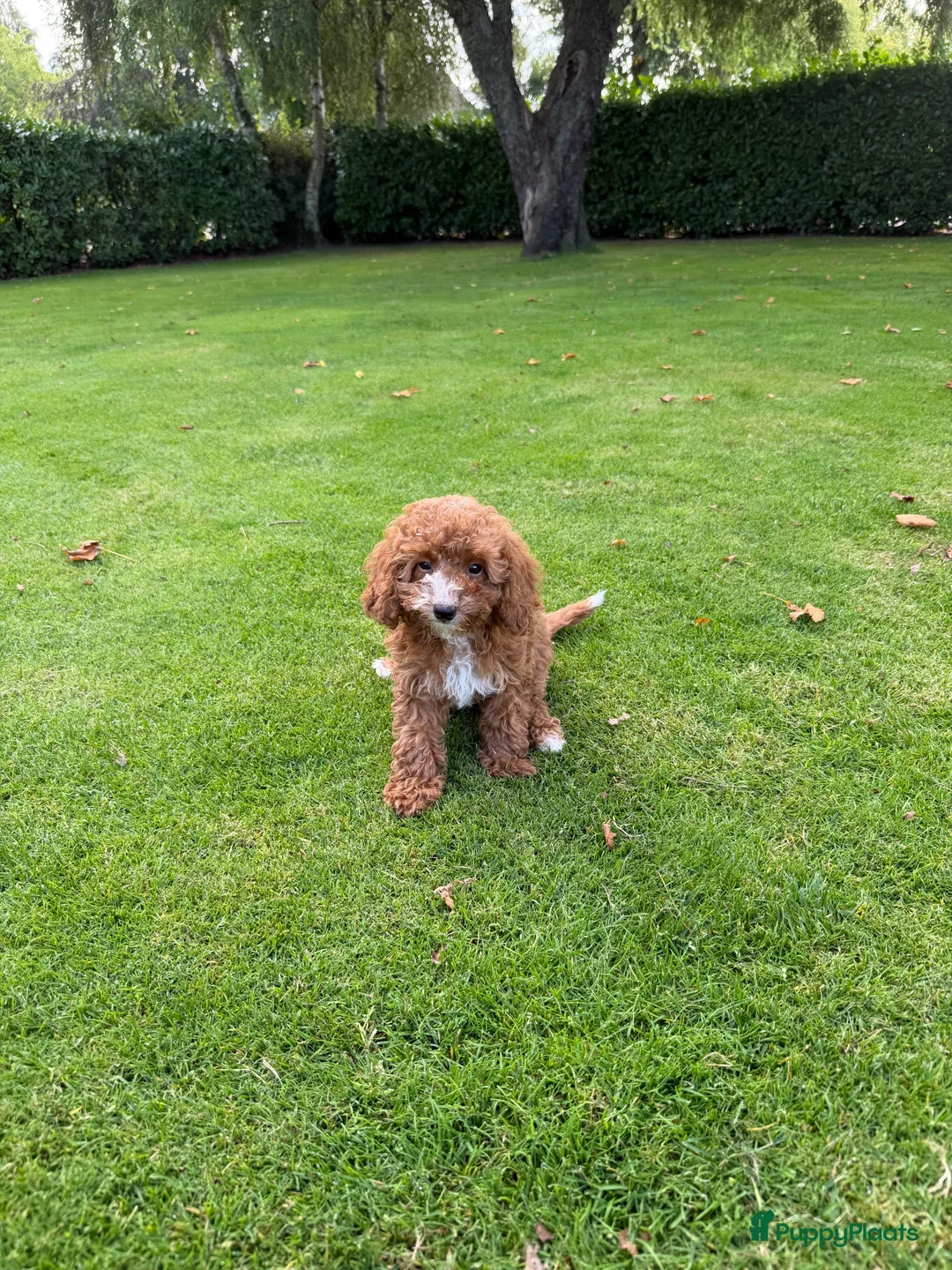 Labradoodle honden te koop: Mini Doodle (Labradoodle x Poedel) pups - Advertentie 2