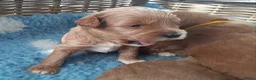 Australian Labradoodle honden te koop: Australian Labradoodle pups WALA stamboom  - Advertentie 16