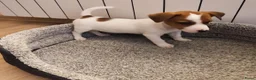 Jack Russel Terriër honden te koop: Jack Russell pups - Advertentie 4
