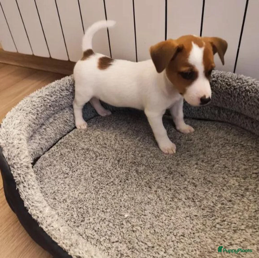 Jack Russel Terriër honden te koop: Jack Russell pups - Advertentie 4