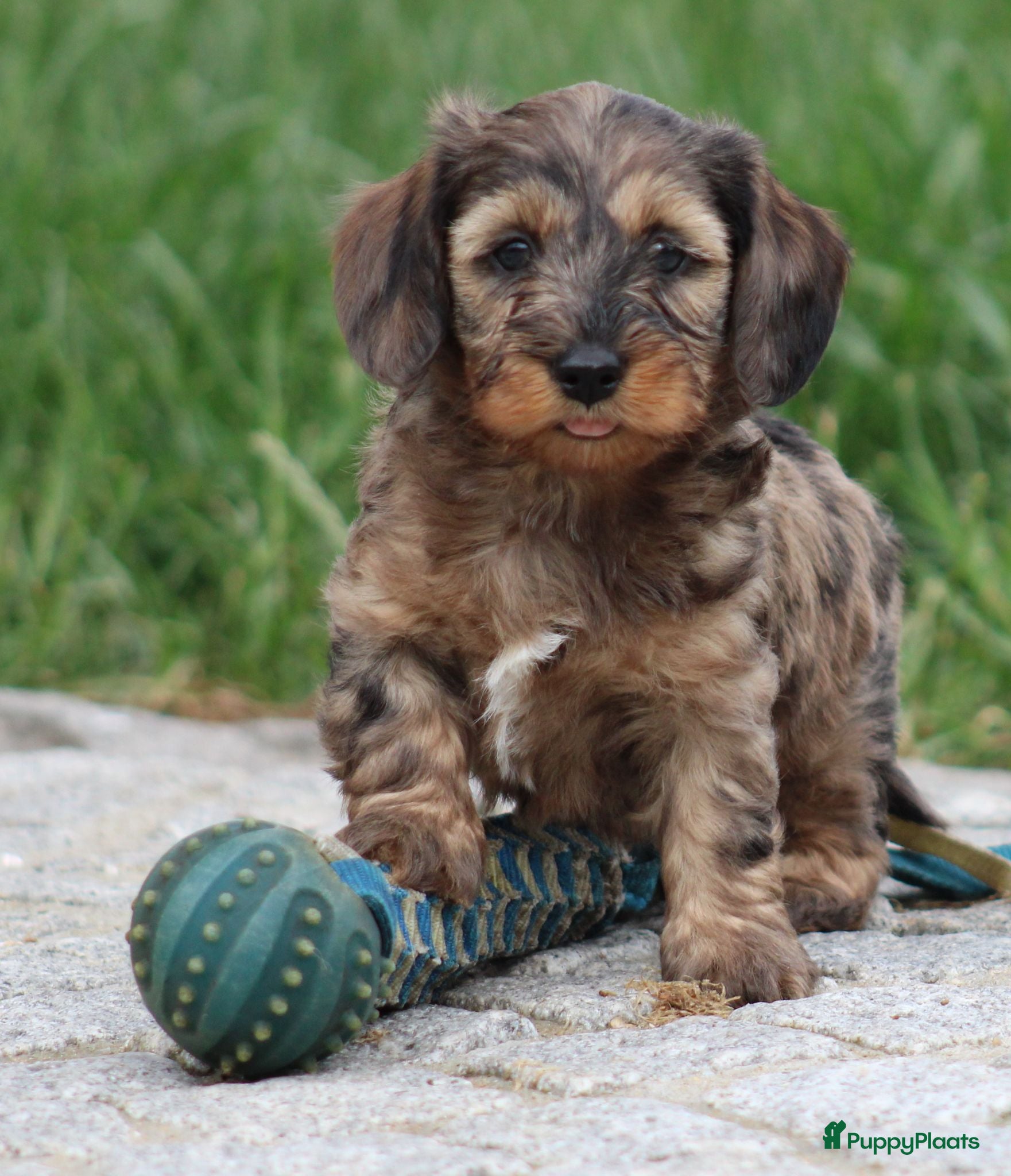 Ruwhaar Teckel honden Teckel pups ruwhaar - Advertentie 1