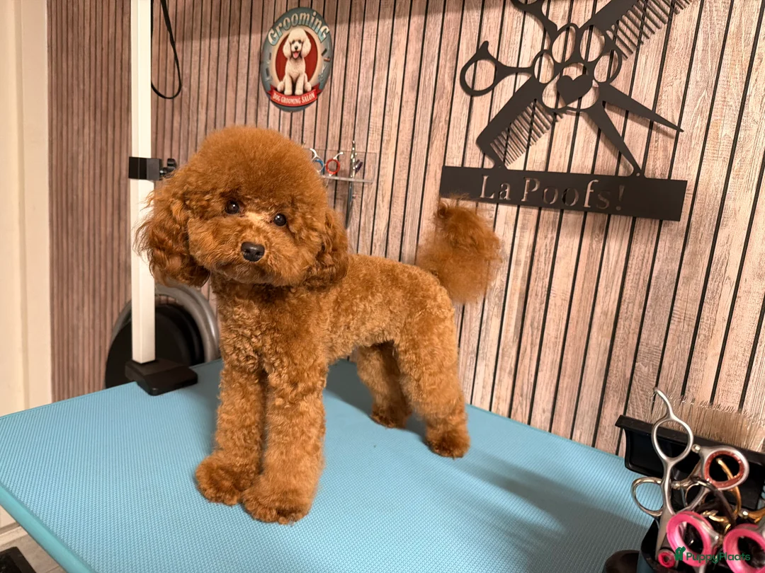 Poedel Toy honden ter dekking: Dekreu toypoedel  - Advertentie 2