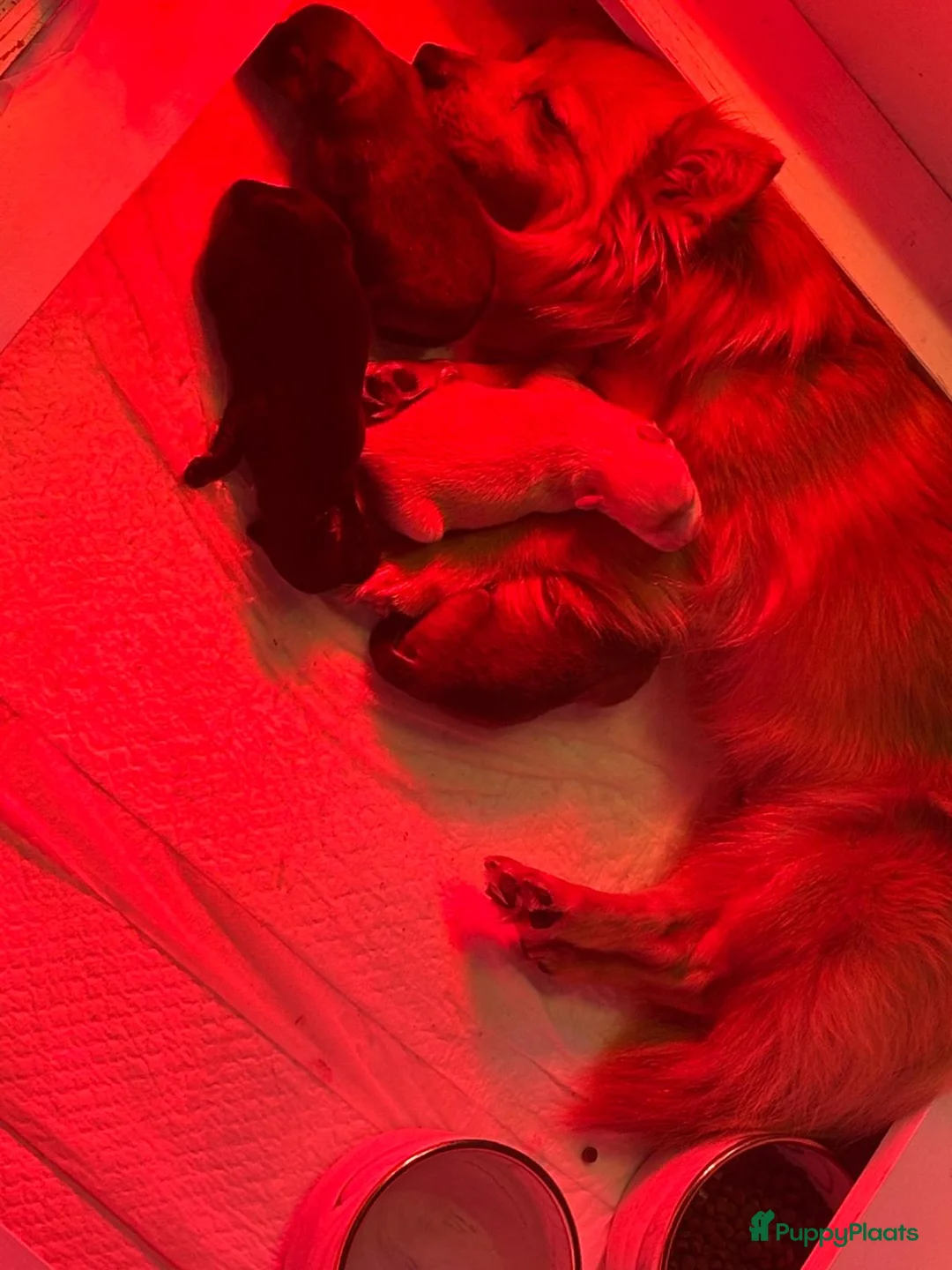 Pomeriaan honden te koop: Pomeriaan/keeshons pups - Advertentie 8