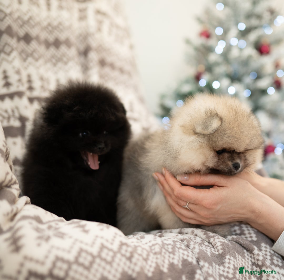 Pomeriaan honden te koop: 🌸 3.	Luxe Pomeranian pups 🌸 - Advertentie 13