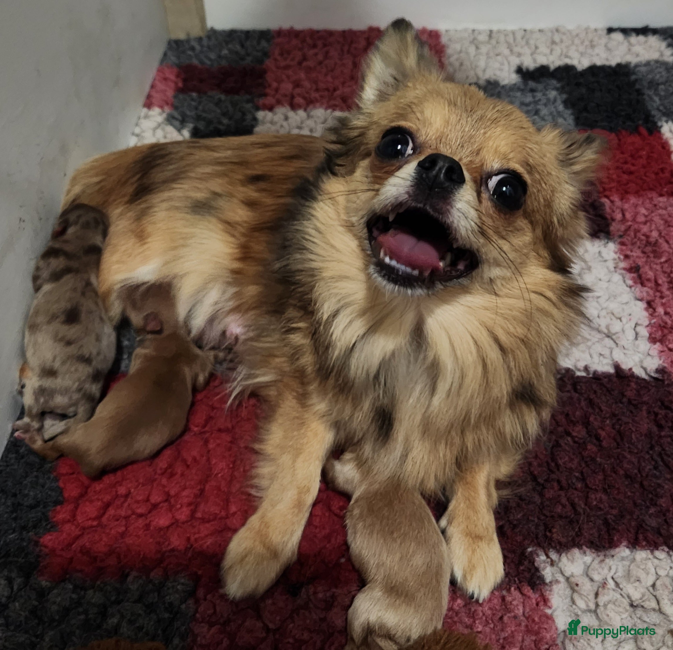 Pomchi honden Mooi pomchi f1 - Advertentie 1