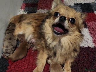 Pomchi honden Mooi pomchi f1 - Advertentie 10