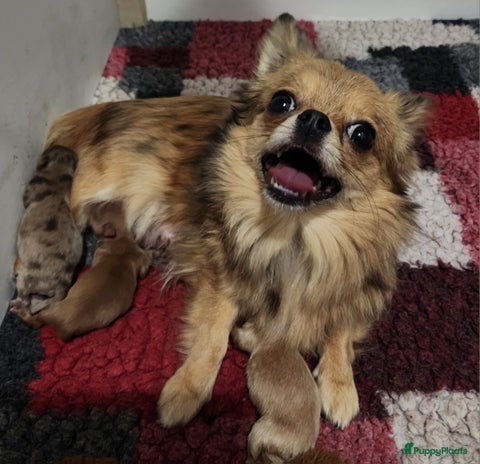 Pomchi honden Mooi pomchi f1 - Advertentie 6