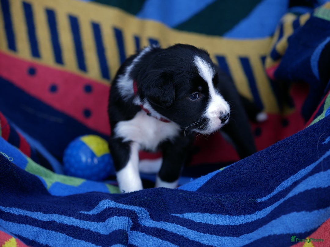 Border Collie honden te koop: Prachtige pups Border Collie/Barbado da Terceira - Afbeelding 16