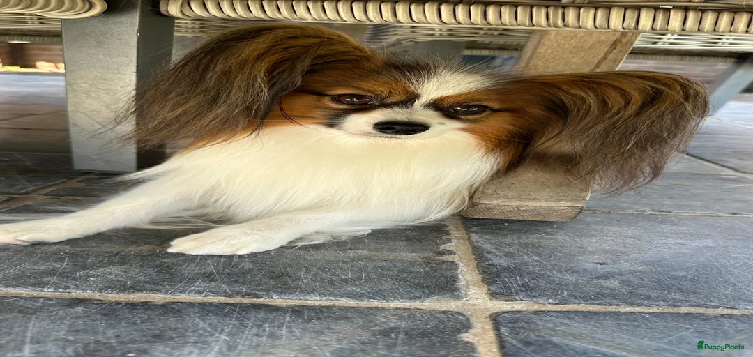 Galerij afbeelding {{count}}