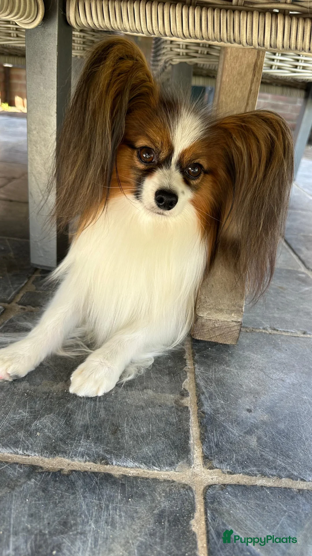 Galerij afbeelding {{count}}