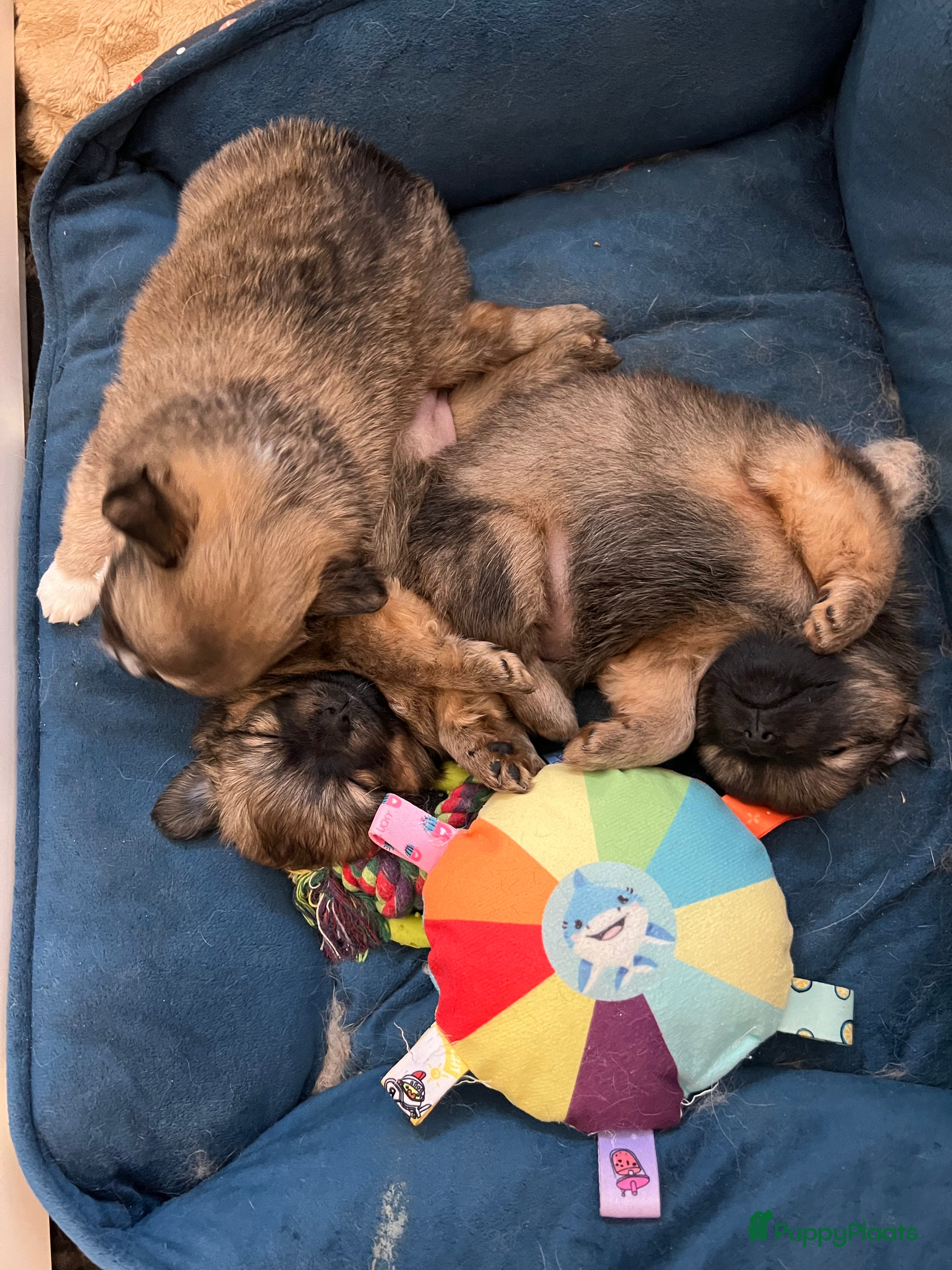 Pomchi honden Lieve Pomchi pups - Advertentie 1