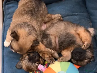 Pomchi honden Lieve Pomchi pups - Advertentie 1