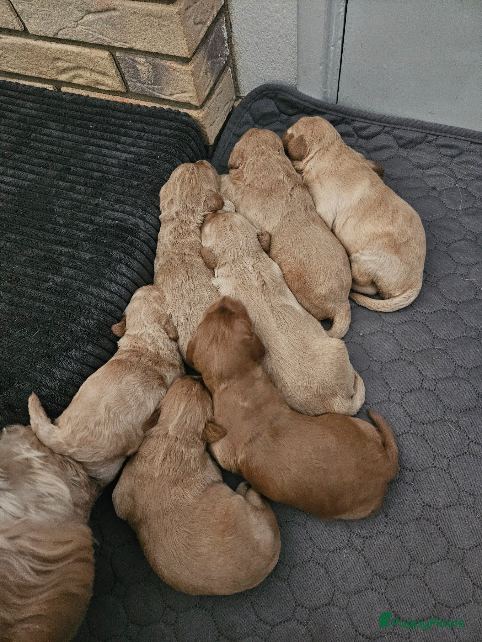 Kruising honden te koop: Prachtige mini doodle pups - Advertentie 6