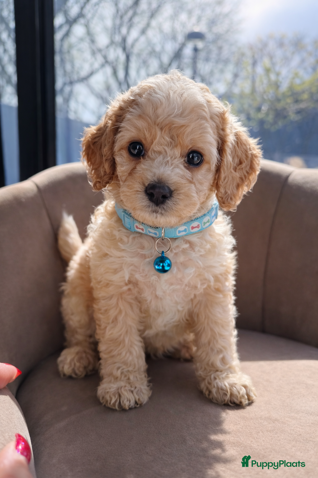 Maltipoo honden Maltipoo pups - Advertentie 2