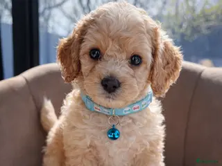 Maltipoo honden Maltipoo pups - Advertentie 2