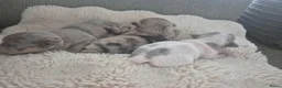 Jack Russel Terriër honden te koop: 3 mooie laagbenige Jack Russell merle meisjes - Advertentie 3