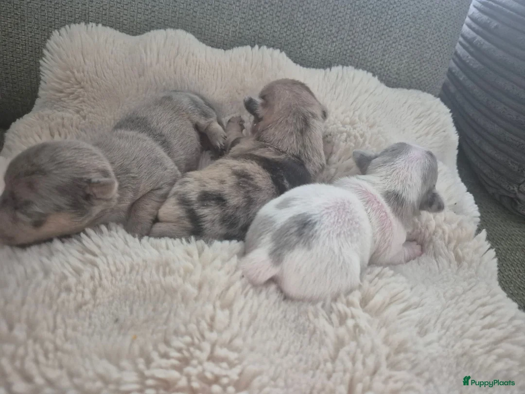 Jack Russel Terriër honden te koop: 3 mooie laagbenige Jack Russell merle meisjes - Advertentie 3
