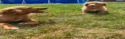 Nova Scotia Duck Tolling Retriever honden te koop: Nova Scotia duck tolling retriever pups,  - Advertentie 3