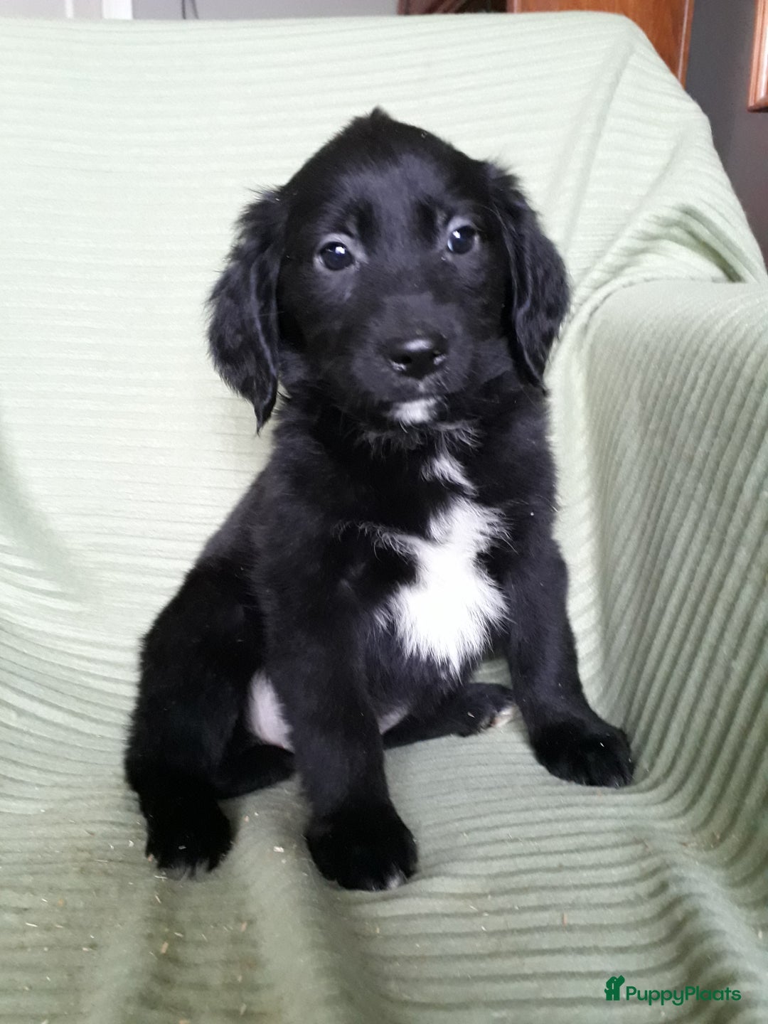 Kruising honden te koop: Leuke en lieve kruising pups(1 reutje beschikbaar) - Advertentie 10