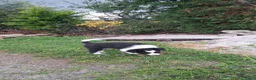 Border Collie honden te koop: 2 prachtige Border Collie pups  - Advertentie 4
