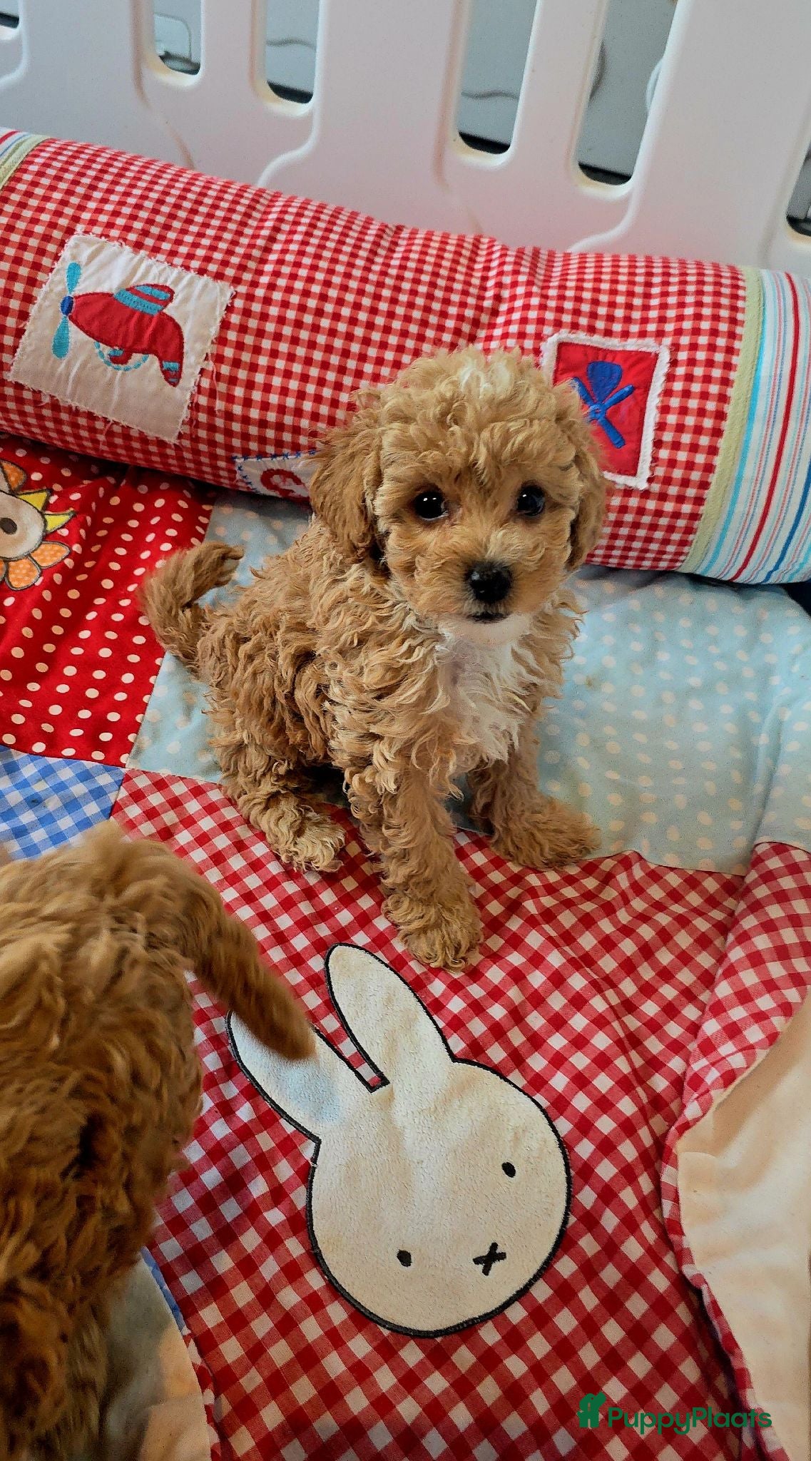 Maltipoo honden Mooie Maltipoo Pups puppies ( toy poedel ) - Advertentie 2