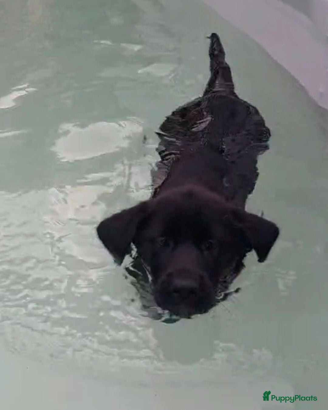 Kruising honden Laatste 2 Labrakita pups zoeken nieuw huisje - Advertentie 2