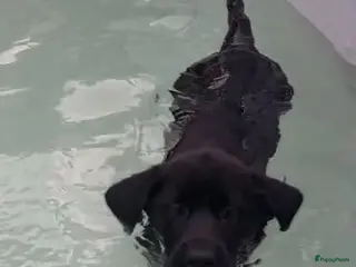 Kruising honden Laatste 2 Labrakita pups zoeken nieuw huisje - Advertentie 2