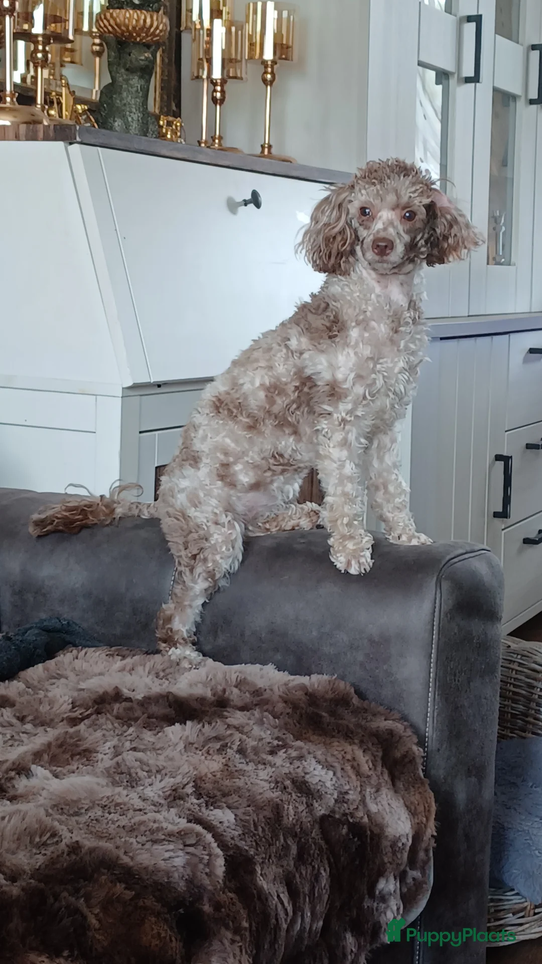 Dwergpoedel honden te koop: Dwergpoedel choco merle teef - Advertentie 4