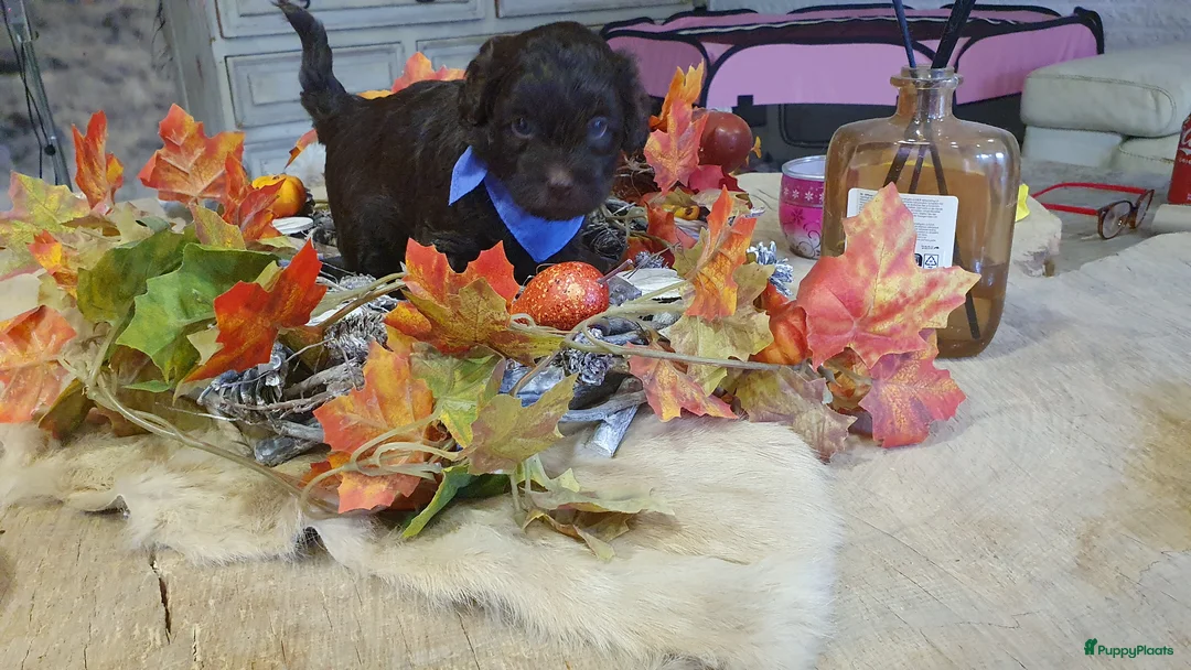 Shihpoo honden te koop: Shihpoo/Toypoedel Pups - Advertentie 8