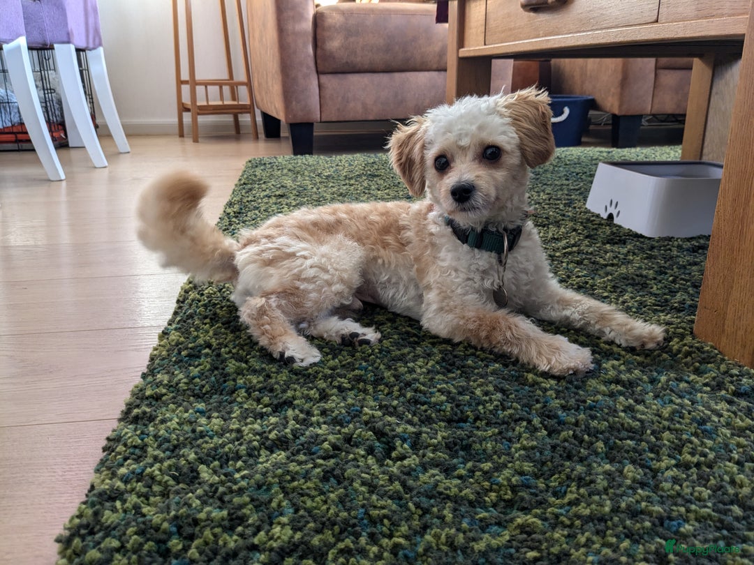 Maltipoo honden ter dekking: Toypoedel/Maltipoo dekreu, grote knuffelkont🥰 - Advertentie 1