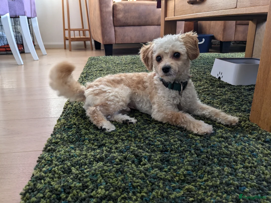 Maltipoo honden ter dekking: Toypoedel/Maltipoo dekreu, liefste knuffelkont🥰 - Advertentie 4