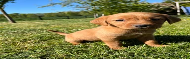 Kruising Puppy 5