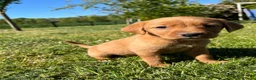 Kruising honden te koop: Kruising Labrador met Golden retriever - Advertentie 26
