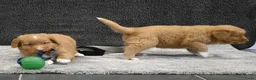 Nova Scotia Duck Tolling Retriever honden te koop: Nova Scotia Duck Tolling Retriever pups # Toller - Advertentie 9