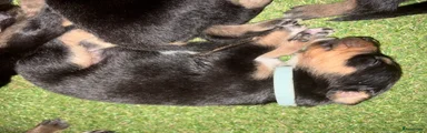 Kruising Puppy 6