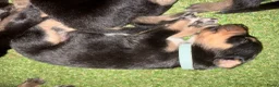 Kruising honden te koop: Bordercollie - Advertentie 5