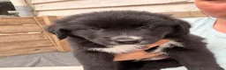 Kruising honden te koop: RESERVE LIJST/ 22 juli weg / incl. Video’s - Advertentie 8