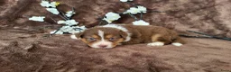 Australian Shepherd honden te koop: Australian Shepherd teefje met FCI stamboom - Advertentie 5