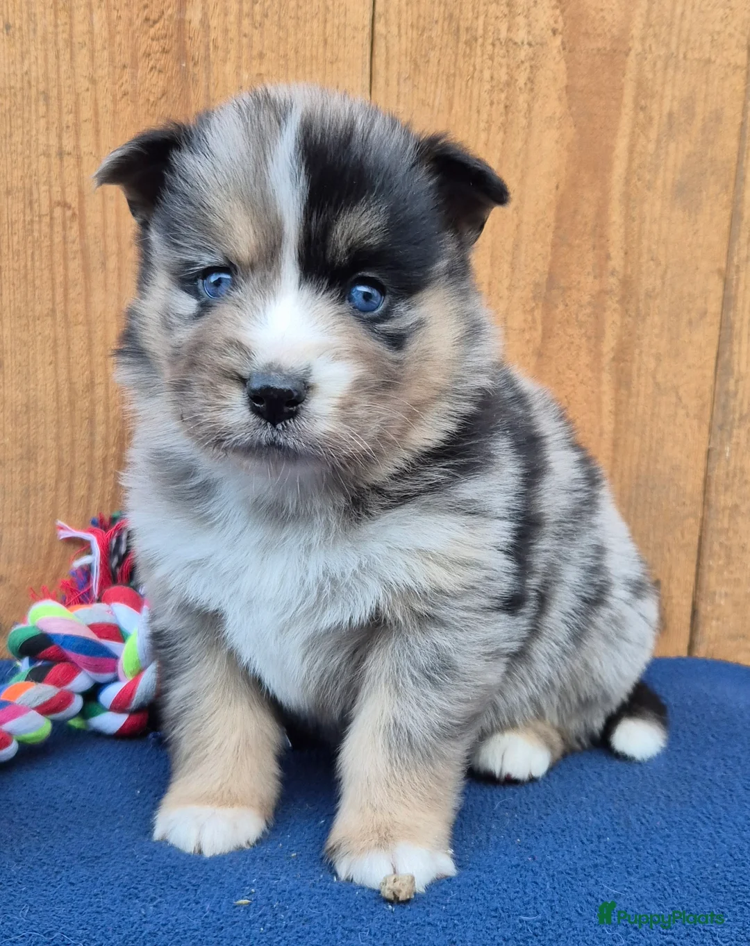 Kruising honden te koop: Australian shepherd x Pomsky (mini-aussie) - Advertentie 3