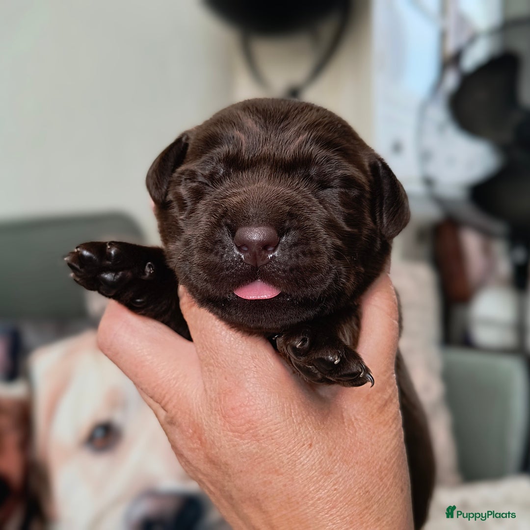 Labrador Retriever honden te koop: Labrador pups uit verantwoorde combinatie - Afbeelding 1