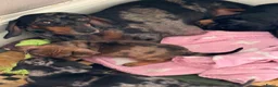 Dwergteckel honden te koop: Dwergteckel pups - Advertentie 11