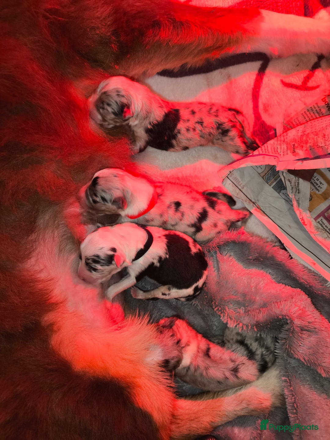 Australian Shepherd honden te koop: 🐾 Australian Shepherd pups – liefdevol nestje 🐾 - Advertentie 3