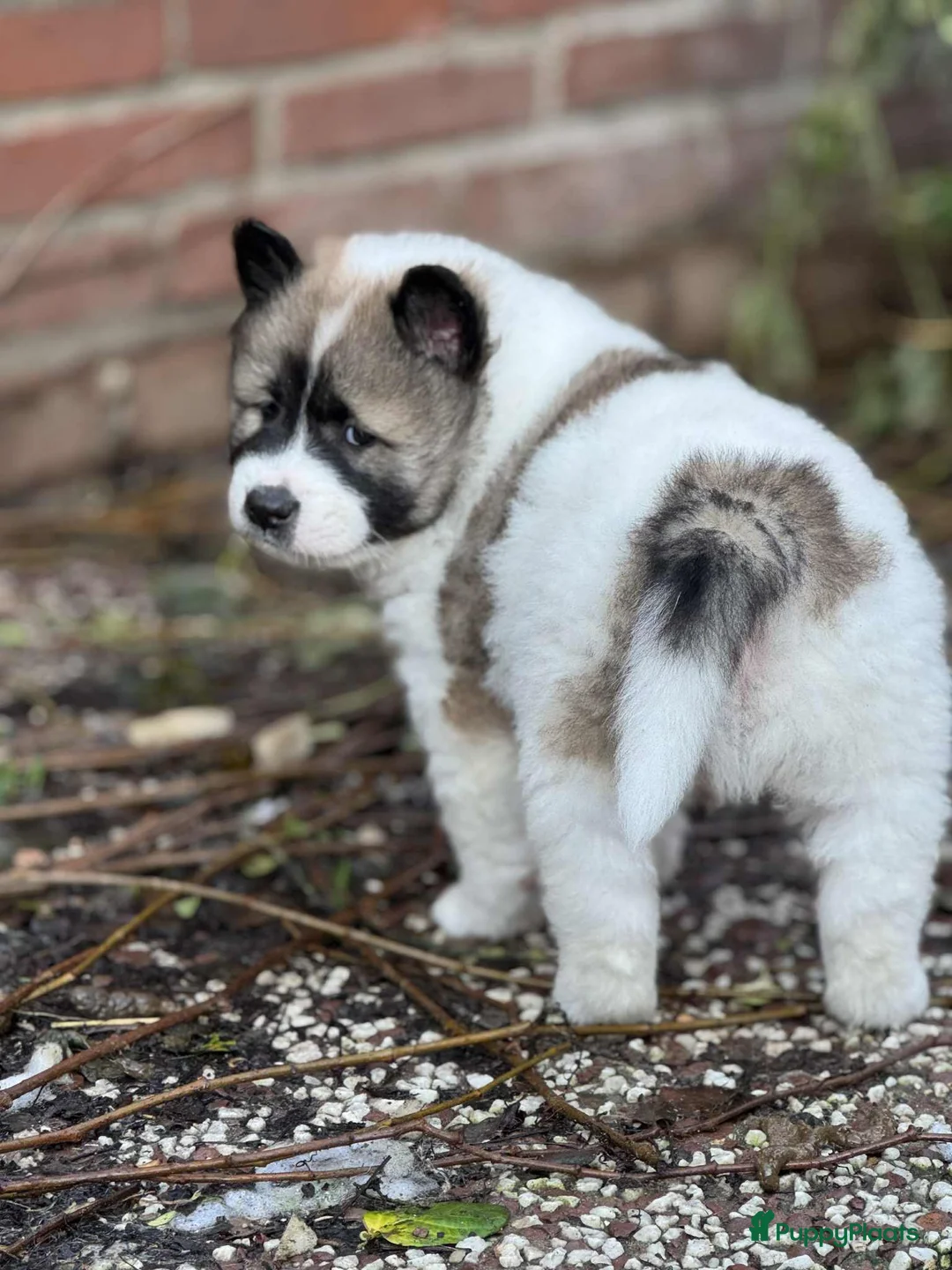 Thai Bangkaew Dog honden te koop: Thai Bangkaew Dog puppies - Advertentie 3