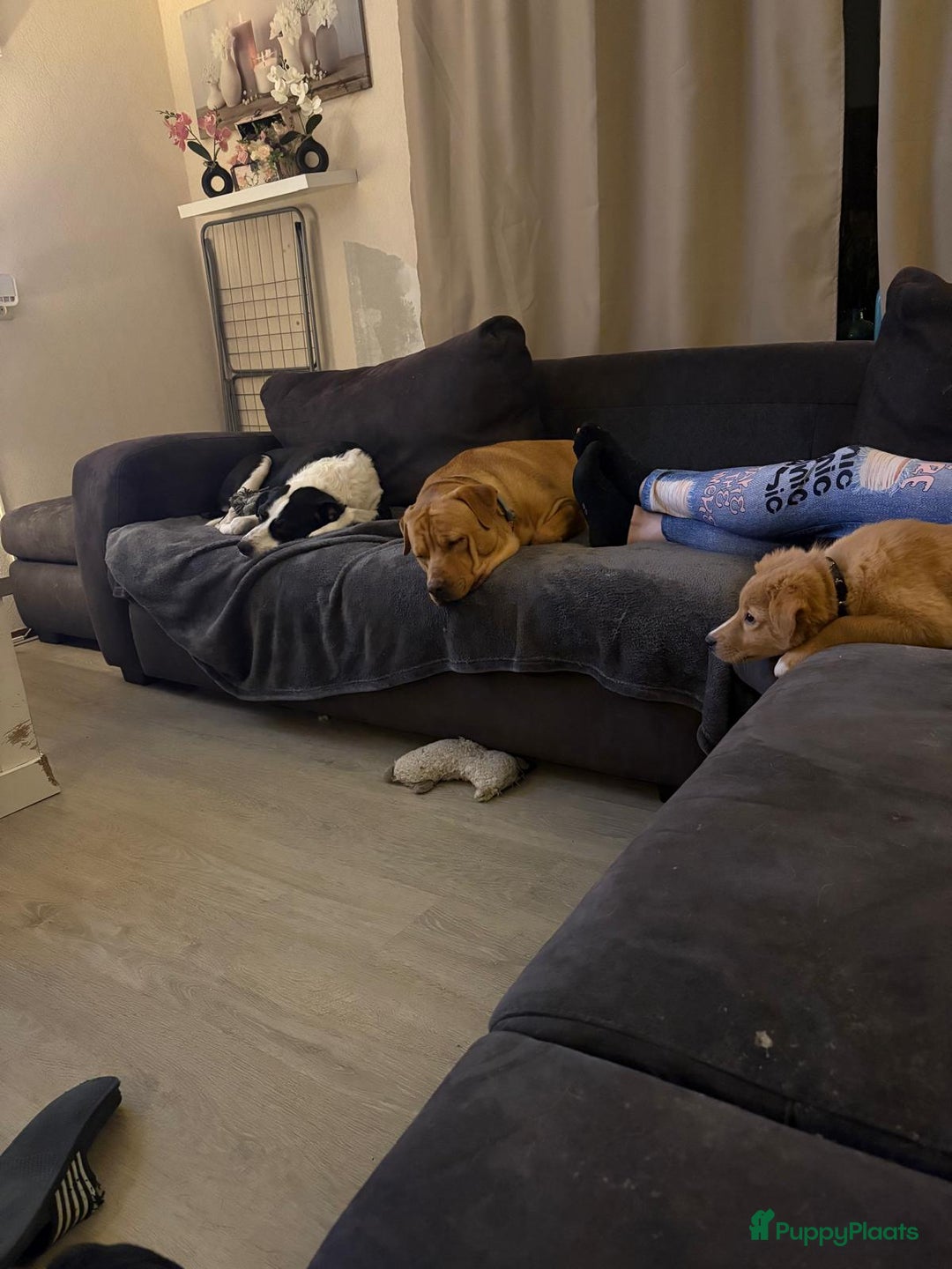 Kruising honden te koop: Ik ben Bailey - Advertentie 4