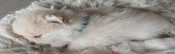 Pomeriaan honden te koop: Prachtige pomeriaan pups - Advertentie 8