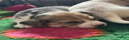 Beagle honden te koop: Prachtige beaglepupjes geboren!! - Advertentie 3