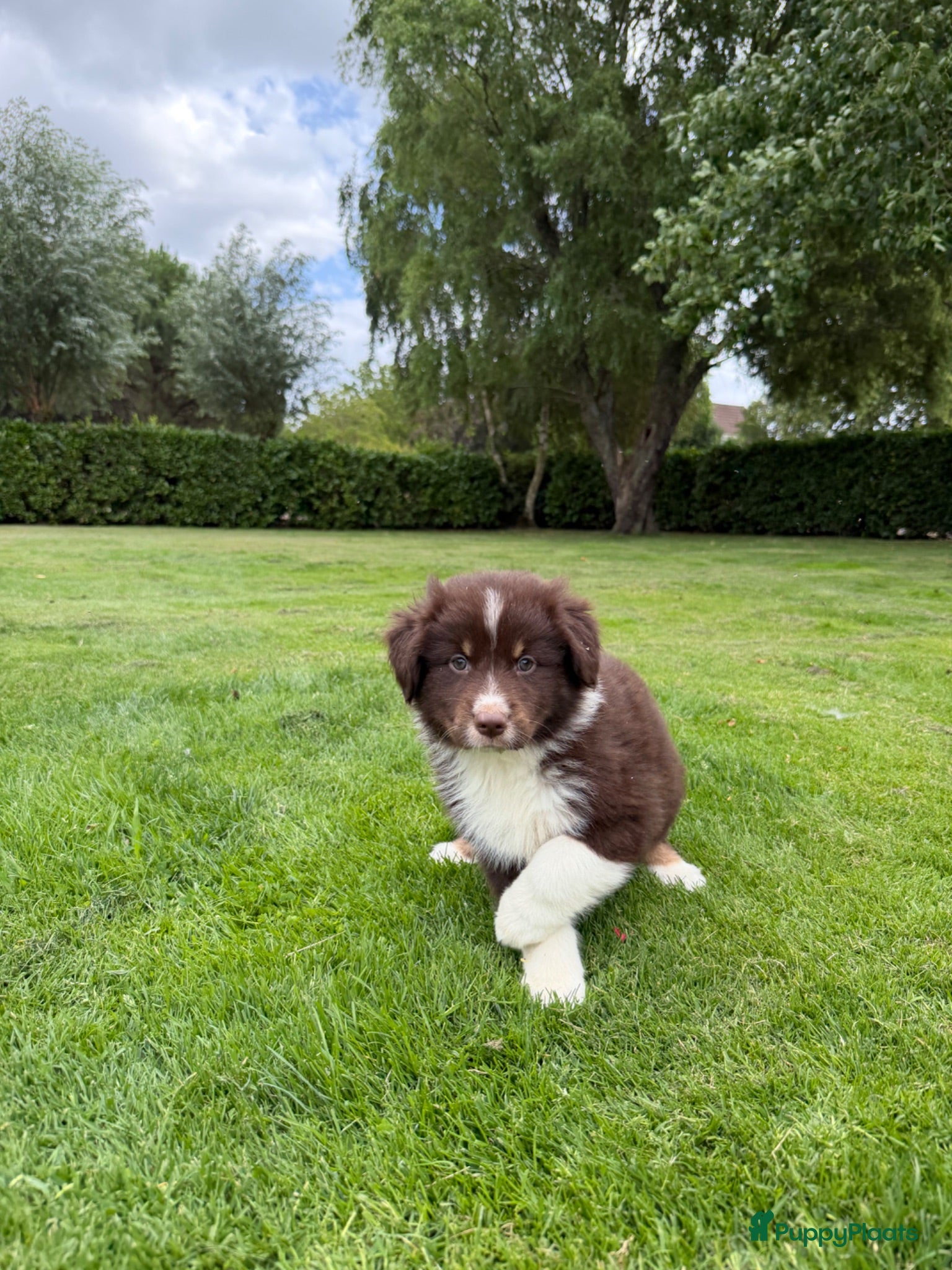 Kruising honden Australian Shepherd x Border Collie pups - Advertentie 2