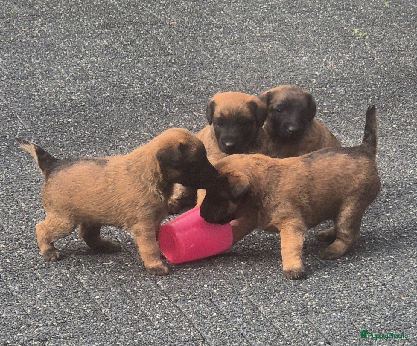 Border Terriër honden WESTFALEN TERRIER  * 1 REU * - Advertentie 1